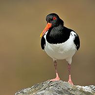 Oystercatcher (Haematopus ostralegus) standing on rock, Scotland, UK