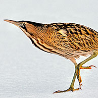 Eurasian Bittern / Great Bittern (Botaurus stellaris) on frozen lake in winter, the Netherlands