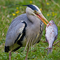 Grey Heron (Ardea cinerea) eating caught fish in beak, Germany