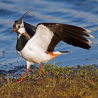 Northern Lapwing (Vanellus vanellus) foraging on lake shore, Germany