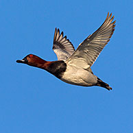 Common pochard (Aythya ferina) male in flight, Germany