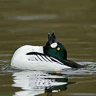 Common goldeneye (Bucephala clangula) male displaying on lake, Germany