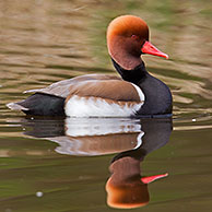 Red-crested pochard (Netta rufina) male swimming in lake, Germany