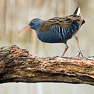 Water rail (Rallus aquaticus) with prey on tree trunk above water, the Netherlands.
For sale only in Belgium and Germany