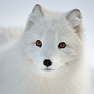 Arctic Fox (Alopex lagopus / Vulpes lagopus) native to Arctic regions of Asia, Europe and North America, Captive, Norway.
For sale only in Belgium and Germany