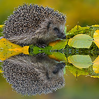 European Hedgehog (Erinaceus europaeus), reflection in garden pond in autumn, Netherlands.
For sale only in Belgium and Germany