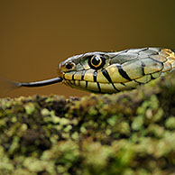 Grass snake (Natrix natrix), hunting in waterside vegetation, Netherlands.
For sale only in Belgium and Germany