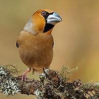 Hawfinch (Coccothraustes coccothraustes), male, close-up on branch, Netherlands.
For sale only in Belgium and Germany