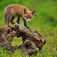 Red fox cub (Vulpes vulpes) on tree stump in spring forest, Veluwe, Netherlands.
For sale only in Belgium and Germany