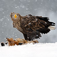 White-tailed Sea-Eagle / Erne (Haliaeetus albicilla) eating from dead fox in the snow in winter, Norway.
For sale only in Belgium and Germany