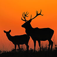 Red deer (Cervus elaphus) stag and hind silhouette at dusk, Veluwe, Netherlands.
For sale only in Belgium and Germany