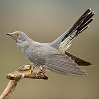 Common Cuckoo (Cuculus canorus) male displaying in spring, Veluwe, the Netherlands.
For sale only in Belgium and Germany