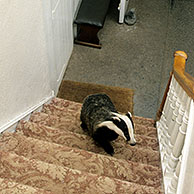 Badger (Meles meles) inside house, Somerset, UK