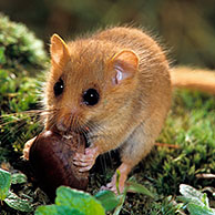 Common Dormouse (Muscardinus avellanarius) eating raspberry, Belgium 