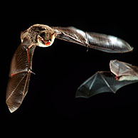 Natterer's bats (Myotis nattereri) flying in cave, Europe