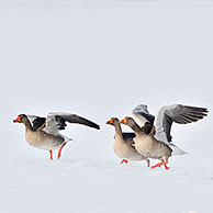 Greylag geese (Anser anser) taking off from snow covered field in winter, the Netherlands
