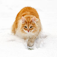 Norwegian Forest Cat (Felis catus) stalking prey in the snow in winter, the Netherlands