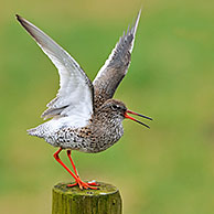 Common Redshank (Tringa totanus) with wings spread calling from fence post in meadow, the Netherlands