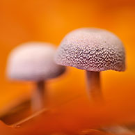 Amethyst Deceiver (Laccaria amethystina) among autumn leaves in the fall, the Netherlands