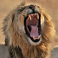 Male African lion (Panthera leo) yawning in the Kalahari desert, Kgalagadi Transfrontier Park, South Africa
