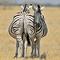 Burchell's Zebras (Equus quagga burchellii) resting on the savannah, Etosha National Park, Namibia