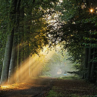 Avenue of beech trees (Fagus sylvatica) in forest, Belgium