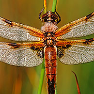 Four spotted libellula dragonfly (Libellula quadrimaculata) covered in morning dew, Belgium