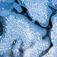 Air bubbles in ice of frozen lake in winter