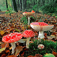 Fly agaric mushroom (Amanita muscaria), Belgium