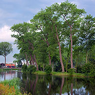 Poplars (Populus sp.) along the Damme Canal, Sluis, the Netherlands
