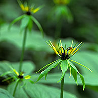 Herb Paris plants (Paris quadrifolia) with berries in woodland, Belgium