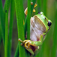 Common treefrog (Hyla arborea), the Netherlands 