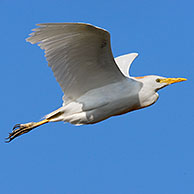 Cattle egret (Bubulcus ibis) in flight, Majorca