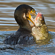 Cormorant (Phalacrocorax carbo) fishing and catching a Silver bream fish (Blicca bjoerkna) in a canal, Belgium