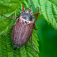 Common cockchafer (Melolontha melolontha) on leaf, Belgium, Europe