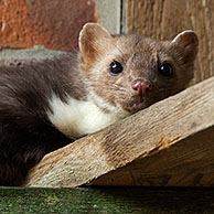 Beech marten (Martes foina) in attic, Germany