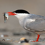 Common tern (Sterna hirundo) with fish in beak on beach at Zeebrugge, Belgium 