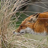 Red fox (Vulpes vulpes) sniffing a scent mark in the dunes near Zandvoort, Noord-Holland, the Netherlands