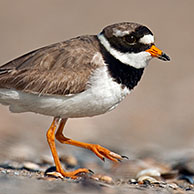 Common Ringed Plover (Charadrius hiaticula) on beach in Zeebrugge, Belgium