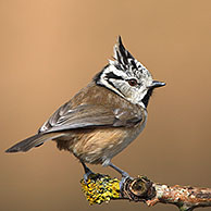 Crested tit (Parus cristatus) on moss-covered branch, Belgium