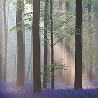 Bluebells (Scilla non-scripta / Endymion nonscriptus / Hyacinthoides non-scripta) in beech forest, Hallerbos, Belgium