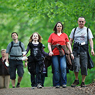 Strollers in Beech forest (Fagus sylvatica) in avenue in the morning, Brakel, Belgium