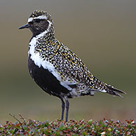 Golden plover (Pluvialis apricarius) alarming