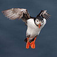 Puffin (Fratercula arctica) in flight