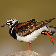 Stretching Turnstone (Arenaria interpres) on the look-out, Belgium