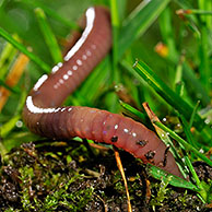 Earthworm (Lumbricus terrestris) in grassland, Belgium