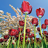 Colourful tulips (Tulipa sp.) and Japanese cherry (Prunus serrulata) in flower garden of Keukenhof, the Netherlands