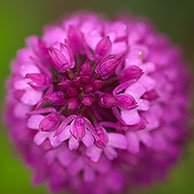 Pyramidal orchid (Anacamptis pyramidalis)