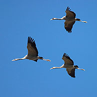 Common cranes (Grus grus) in flight