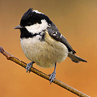 Coal tit (Parus ater) on branch, Belgium